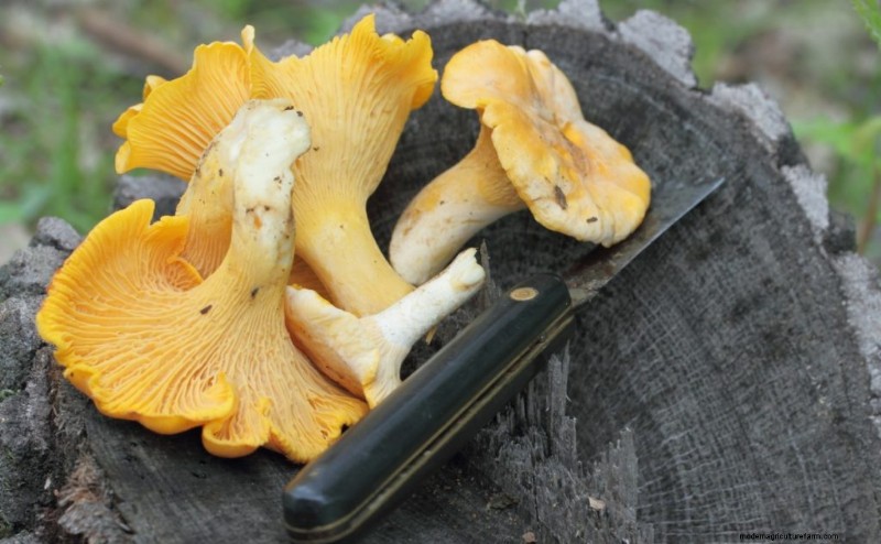 Gids voor het oogsten van champignons:timing, technieken en beste praktijken 