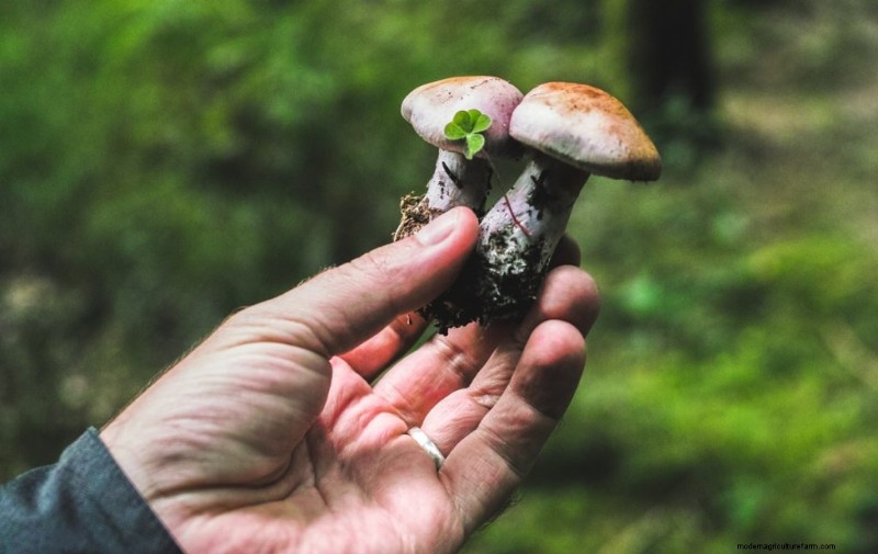 Gids voor het oogsten van champignons:timing, technieken en beste praktijken 