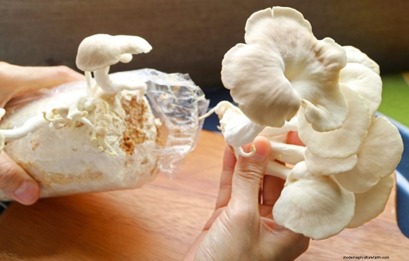 Gids voor het oogsten van champignons:timing, technieken en beste praktijken 