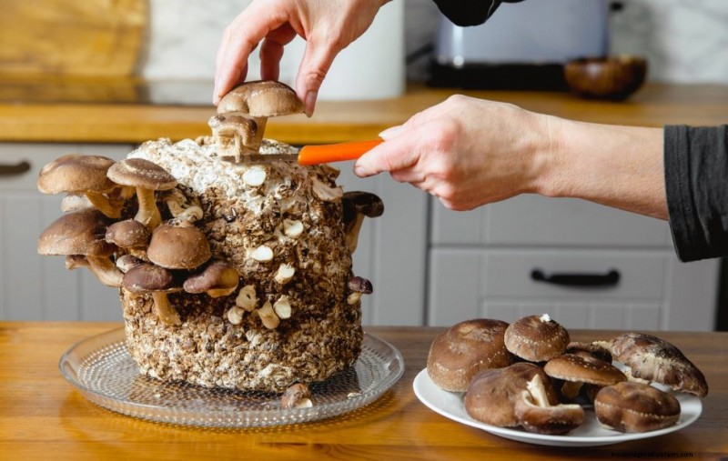 Gids voor het oogsten van champignons:timing, technieken en beste praktijken 