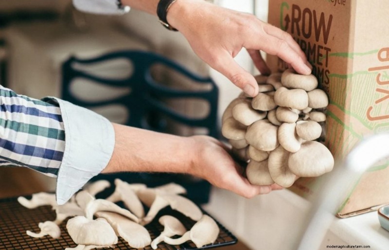 Kweek thuis gastronomische paddenstoelen:de ultieme kopersgids 