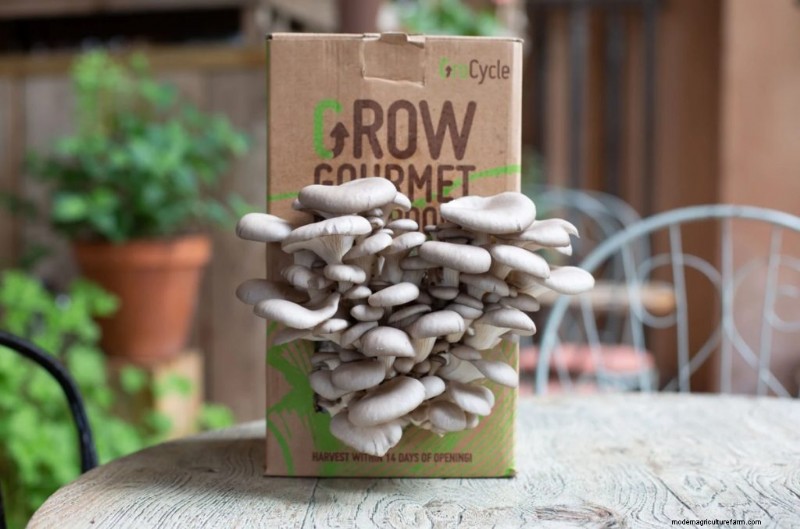 Kweek thuis gastronomische paddenstoelen:de ultieme kopersgids 