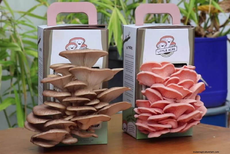 Kweek thuis gastronomische paddenstoelen:de ultieme kopersgids 