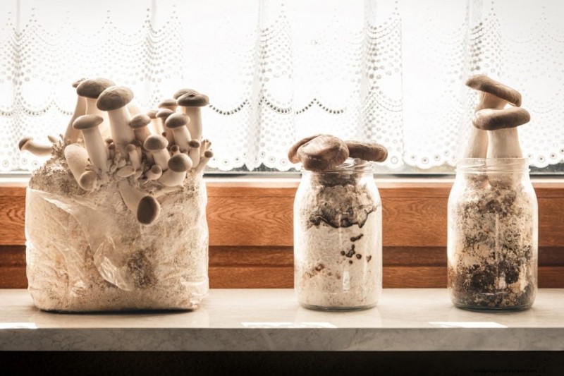 Condiciones de cultivo de hongos:una guía completa 