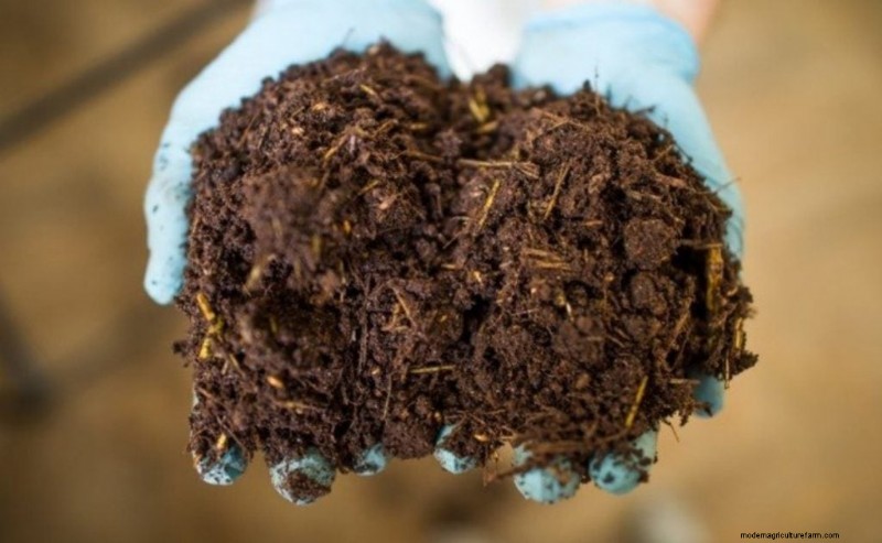 Condiciones de cultivo de hongos:una guía completa 