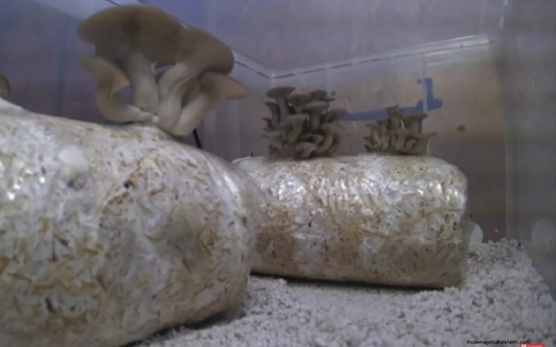 Condiciones de cultivo de hongos:una guía completa 