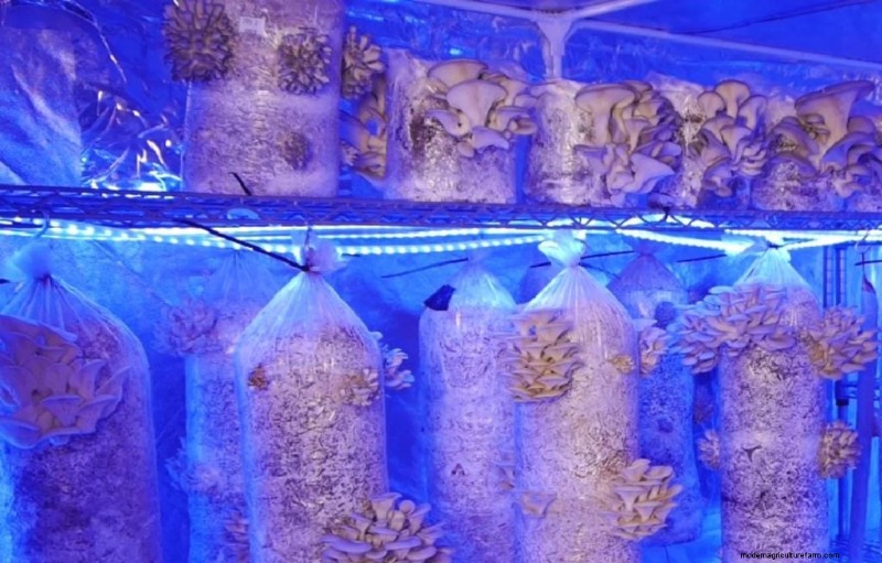 Condiciones de cultivo de hongos:una guía completa 