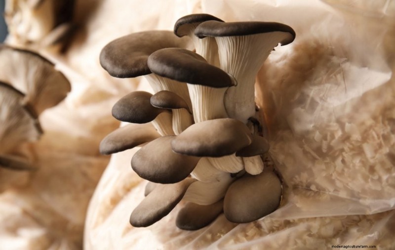 Condiciones de cultivo de hongos:una guía completa 