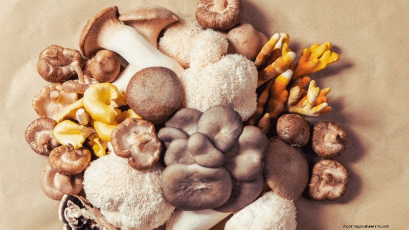 Een champignonbedrijf starten:essentiële inzichten van een ervaren teler 