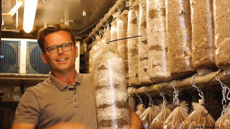 Een champignonbedrijf starten:essentiële inzichten van een ervaren teler 