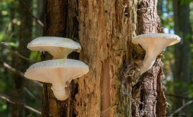 20 funghi comuni che crescono sugli alberi:identificazione e posizioni 