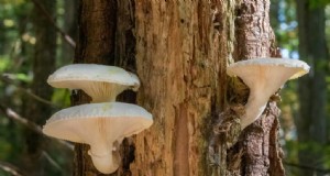 20 gewone boomgroeiende paddenstoelen:identificatie en locaties 