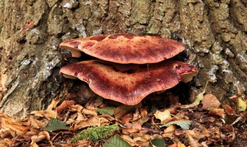 20 funghi comuni che crescono sugli alberi:identificazione e posizioni 
