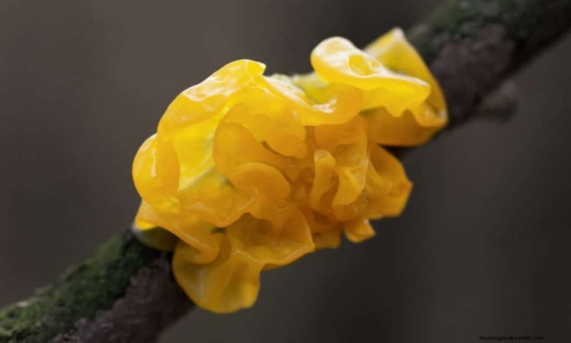 20 funghi comuni che crescono sugli alberi:identificazione e posizioni 