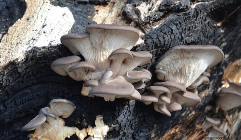 20 funghi comuni che crescono sugli alberi:identificazione e posizioni 
