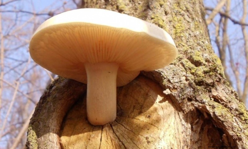 20 funghi comuni che crescono sugli alberi:identificazione e posizioni 