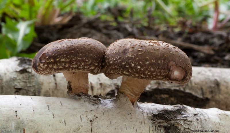 20 funghi comuni che crescono sugli alberi:identificazione e posizioni 