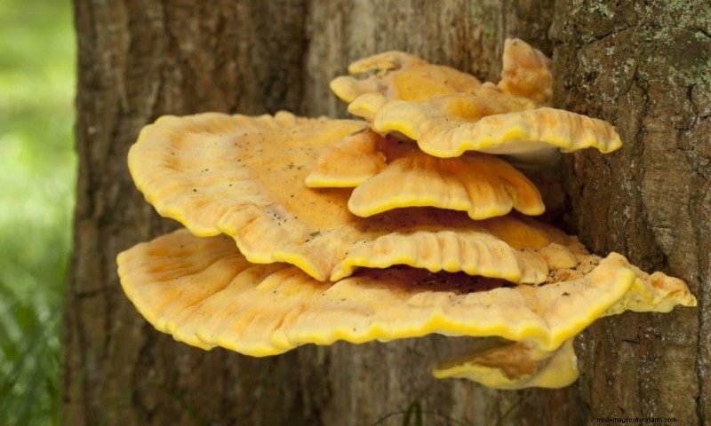20 funghi comuni che crescono sugli alberi:identificazione e posizioni 