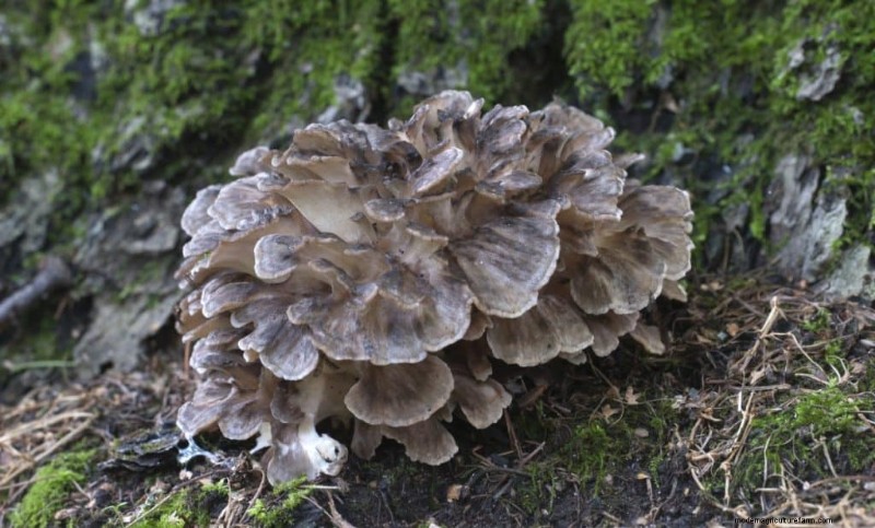 20 funghi comuni che crescono sugli alberi:identificazione e posizioni 
