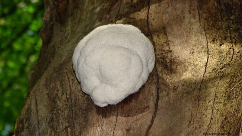 20 funghi comuni che crescono sugli alberi:identificazione e posizioni 
