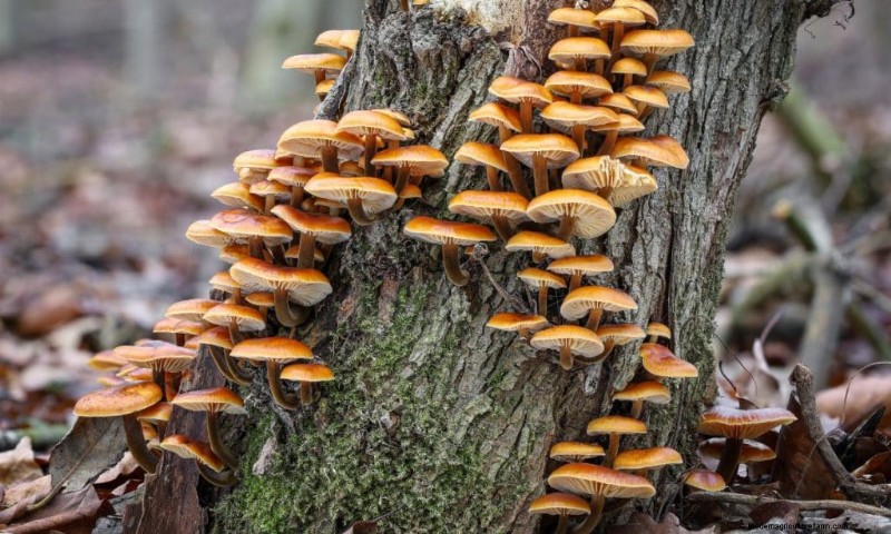 20 funghi comuni che crescono sugli alberi:identificazione e posizioni 