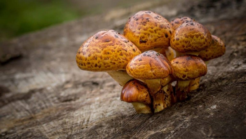 20 funghi comuni che crescono sugli alberi:identificazione e posizioni 