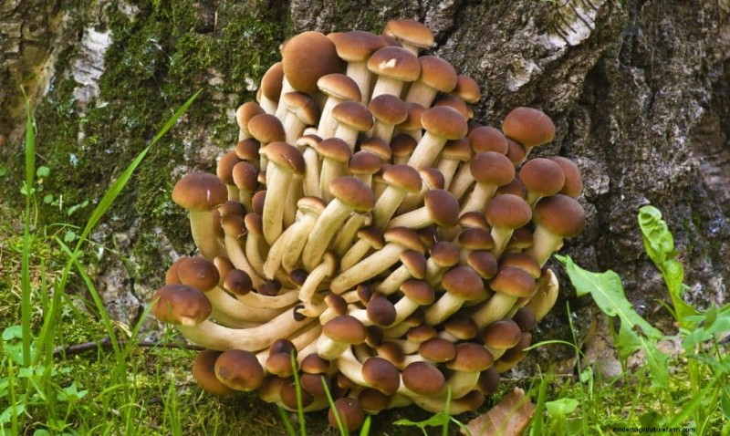 20 funghi comuni che crescono sugli alberi:identificazione e posizioni 