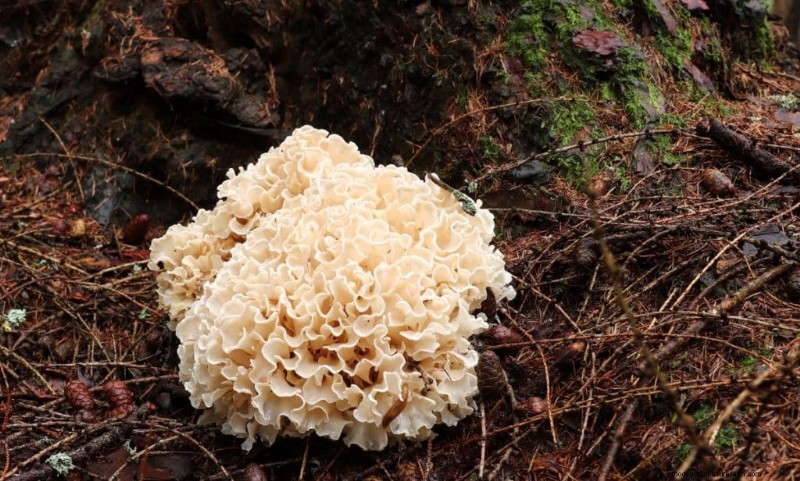 20 funghi comuni che crescono sugli alberi:identificazione e posizioni 