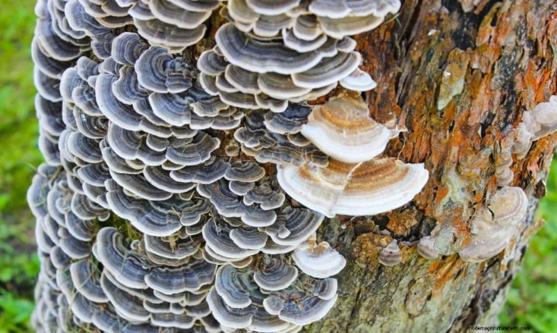 20 funghi comuni che crescono sugli alberi:identificazione e posizioni 