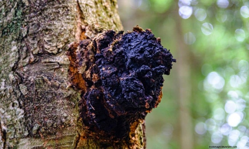 20 funghi comuni che crescono sugli alberi:identificazione e posizioni 
