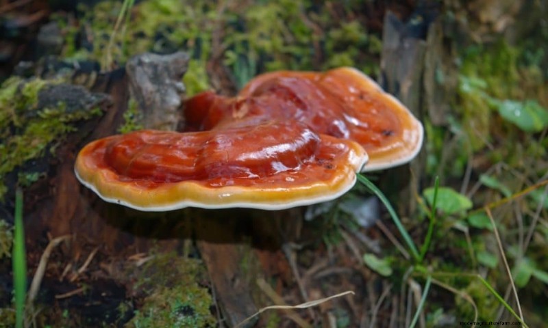 20 funghi comuni che crescono sugli alberi:identificazione e posizioni 