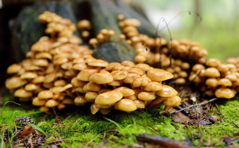 20 funghi comuni che crescono sugli alberi:identificazione e posizioni 