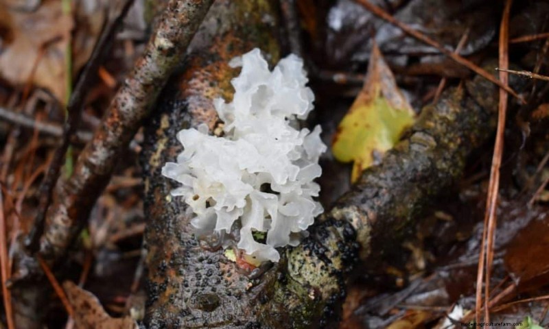 20 funghi comuni che crescono sugli alberi:identificazione e posizioni 