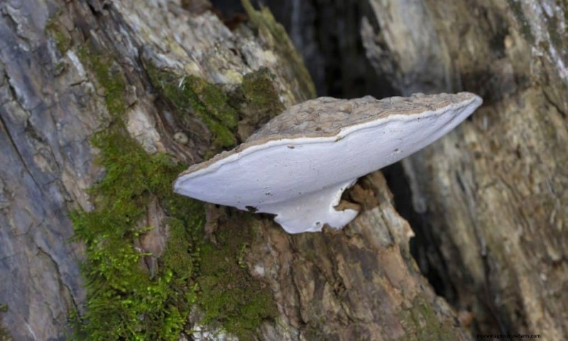 20 funghi comuni che crescono sugli alberi:identificazione e posizioni 