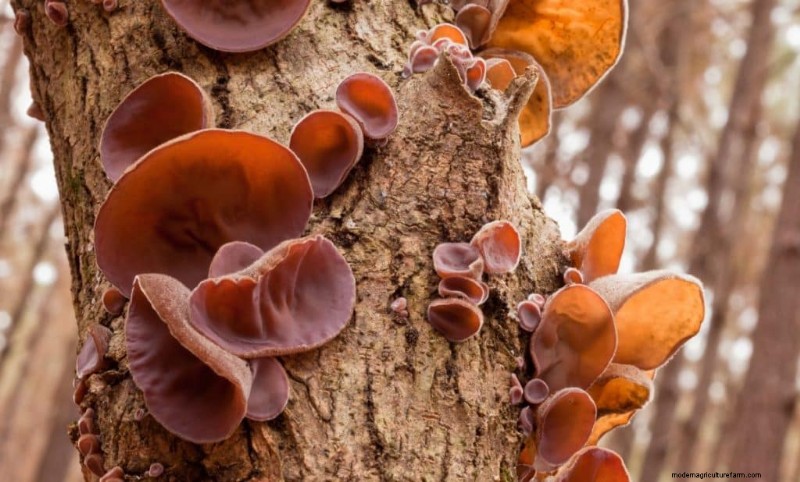 20 funghi comuni che crescono sugli alberi:identificazione e posizioni 