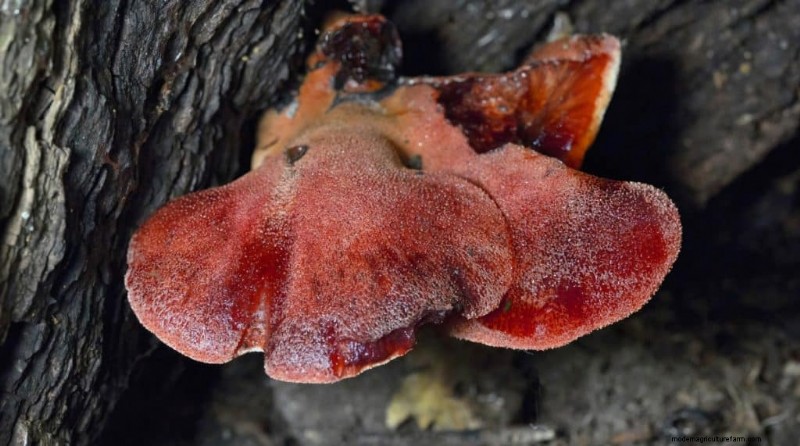 20 funghi comuni che crescono sugli alberi:identificazione e posizioni 