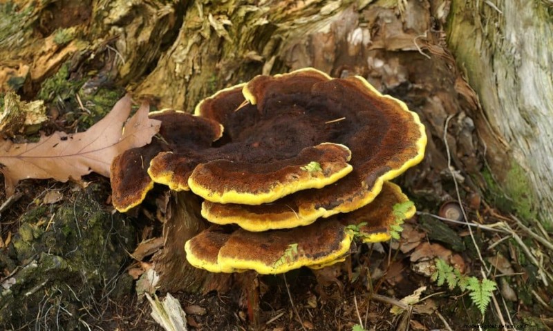 20 funghi comuni che crescono sugli alberi:identificazione e posizioni 