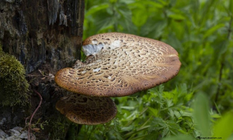 20 funghi comuni che crescono sugli alberi:identificazione e posizioni 