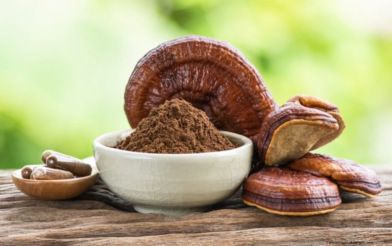 Funghi funzionali per ansia e depressione:le 5 migliori scelte 