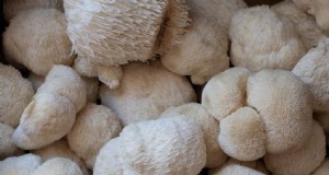 Stärken Sie Ihr Immunsystem mit diesen 8 wirksamen Heilpilzen 