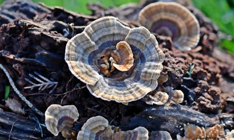 Aumenta l immunità con questi 8 potenti funghi medicinali 