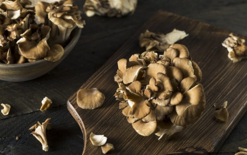 Aumenta l immunità con questi 8 potenti funghi medicinali 
