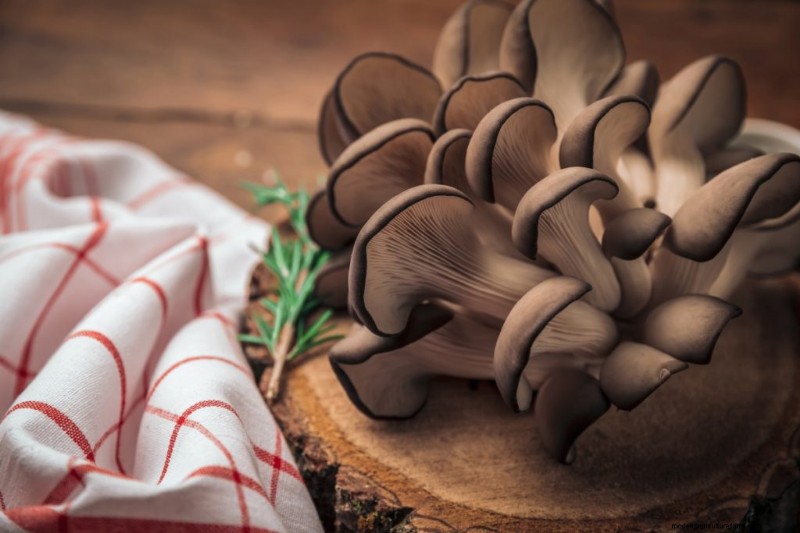 Aumenta l immunità con questi 8 potenti funghi medicinali 