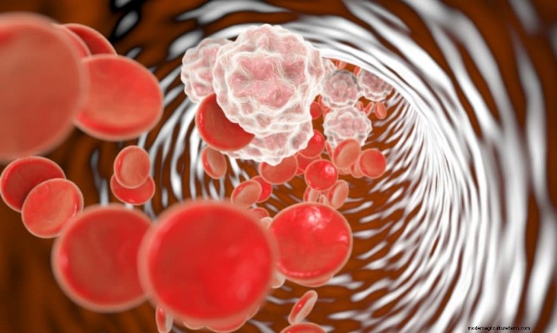 Aumenta l immunità con questi 8 potenti funghi medicinali 