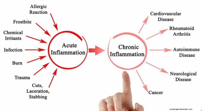 Aumenta l immunità con questi 8 potenti funghi medicinali 