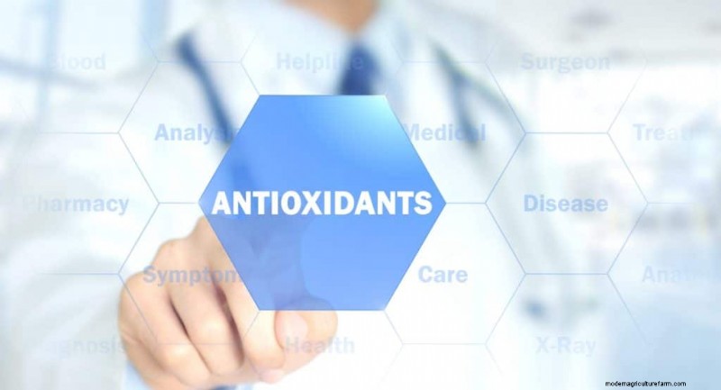 Aumenta l immunità con questi 8 potenti funghi medicinali 