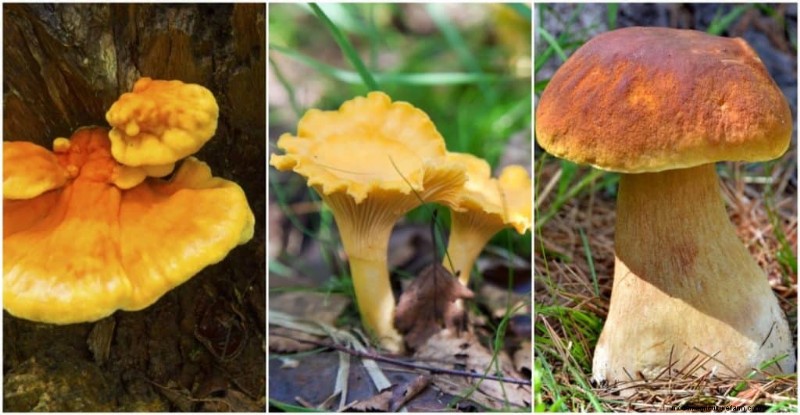 Aumenta l immunità con questi 8 potenti funghi medicinali 