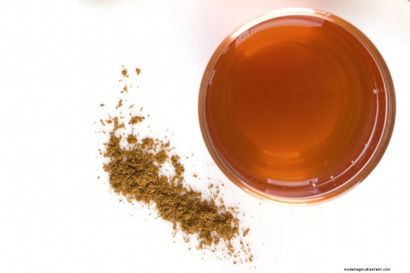 Integratori di funghi:tinture, estratti, polveri e capsule:cosa è meglio? 