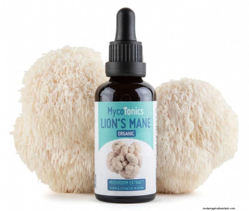 Integratori di funghi:tinture, estratti, polveri e capsule:cosa è meglio? 