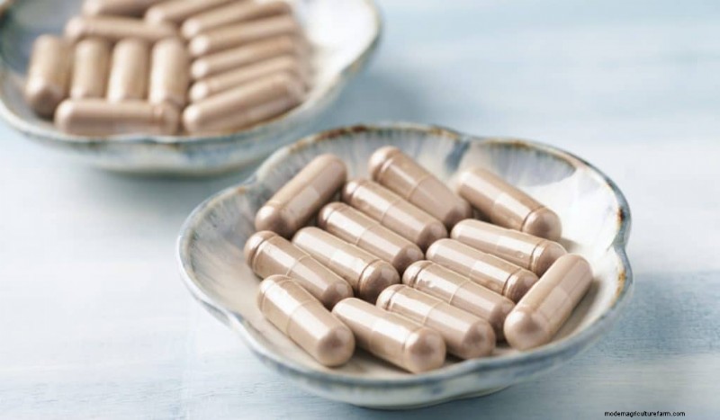 Turkey Tail Mushroom:immuunondersteuning en gezondheidsvoordelen 